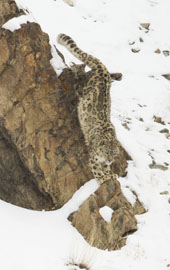 snow leopard